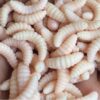 485693642705.jpg 50pcs artificial soft maggot grub fishing lure bait